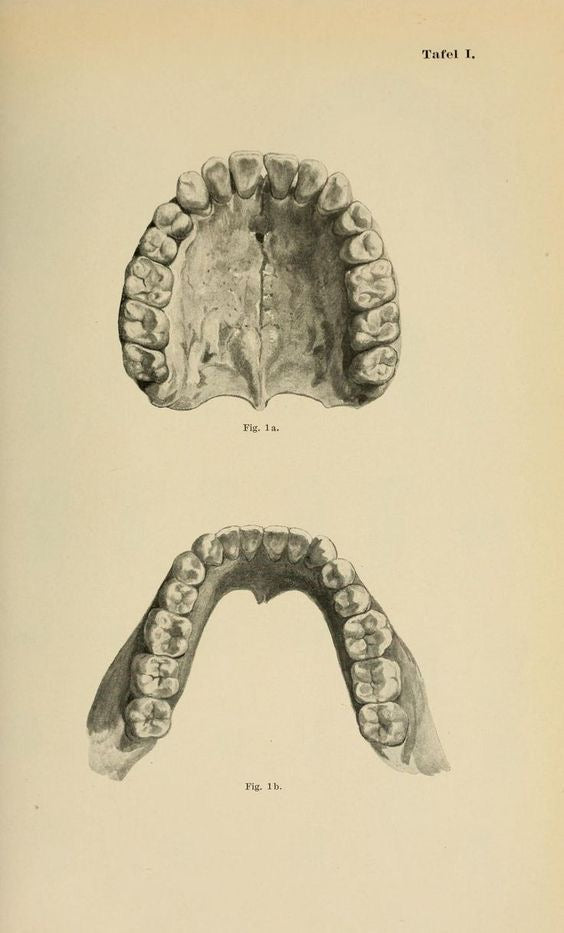 Mâchoire