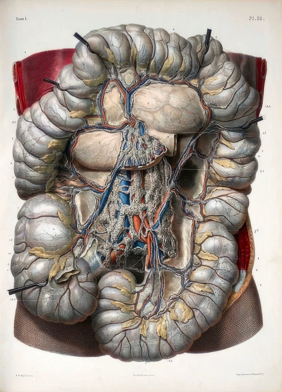 Gastro