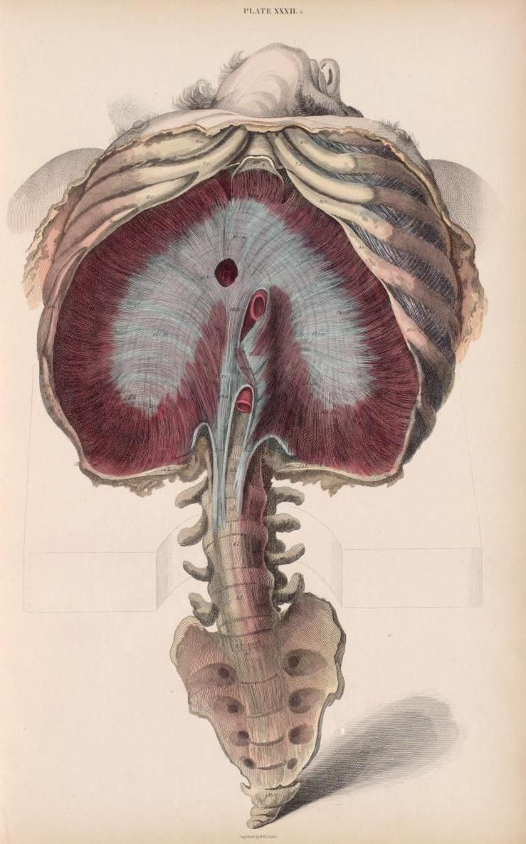 Diaphragme