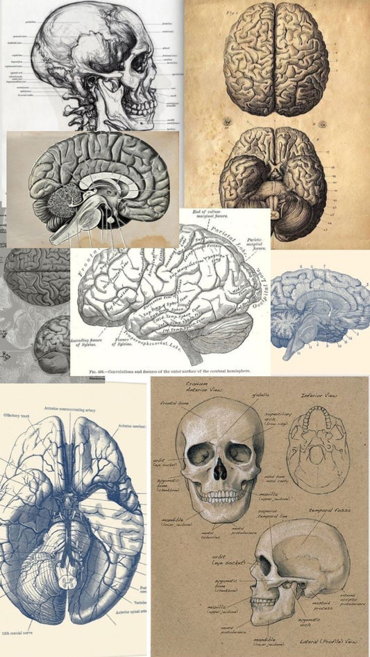 Brain