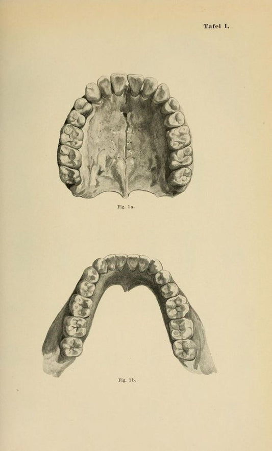 Mâchoire