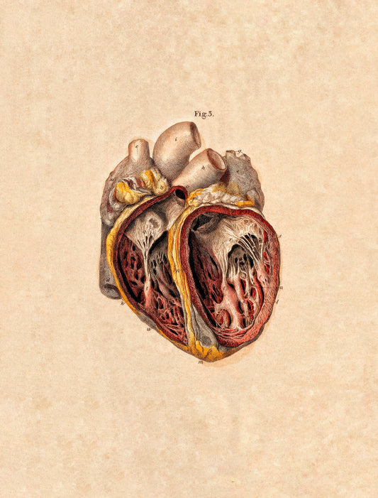 Coeur