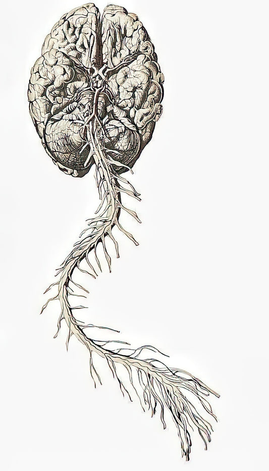Brain