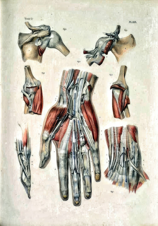 Anatomie