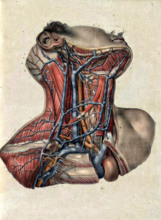 Cou