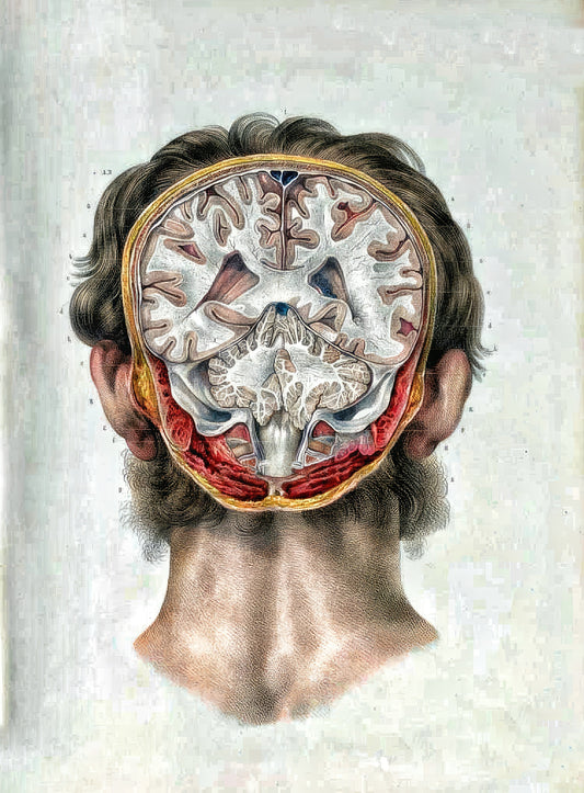 crâne