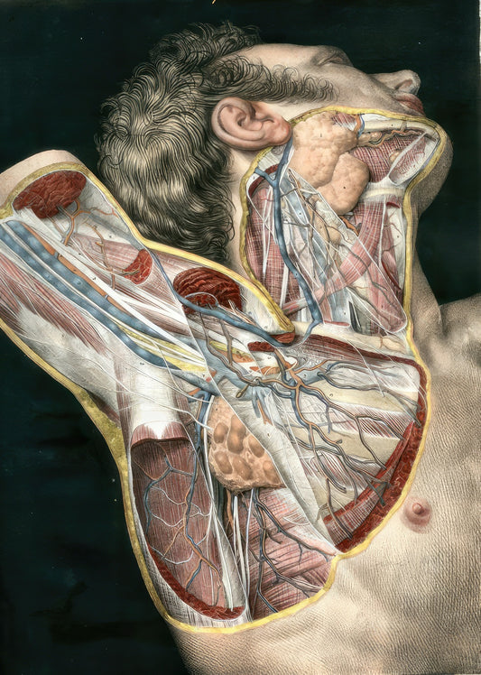 Anatomie