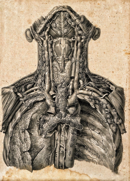 Cou thorax