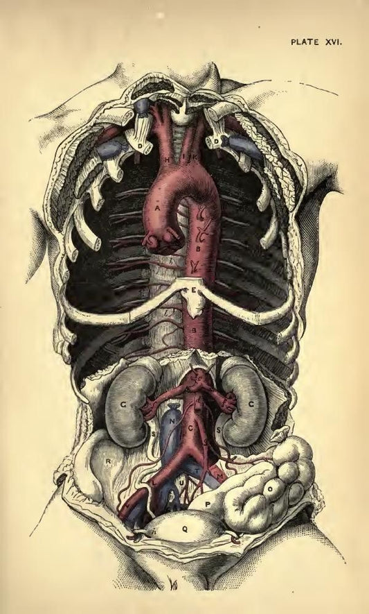 Thorax