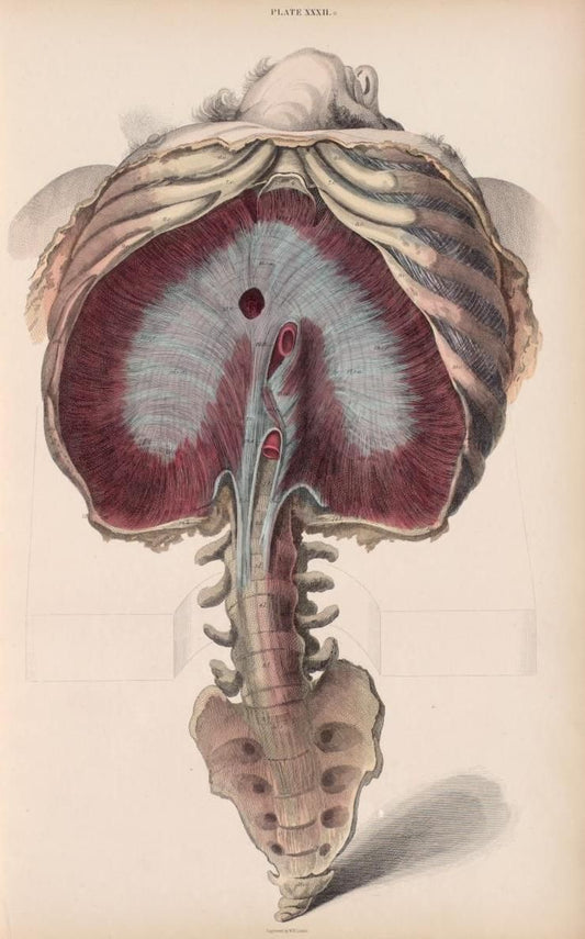 Diaphragme