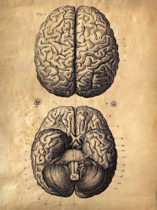 Brain